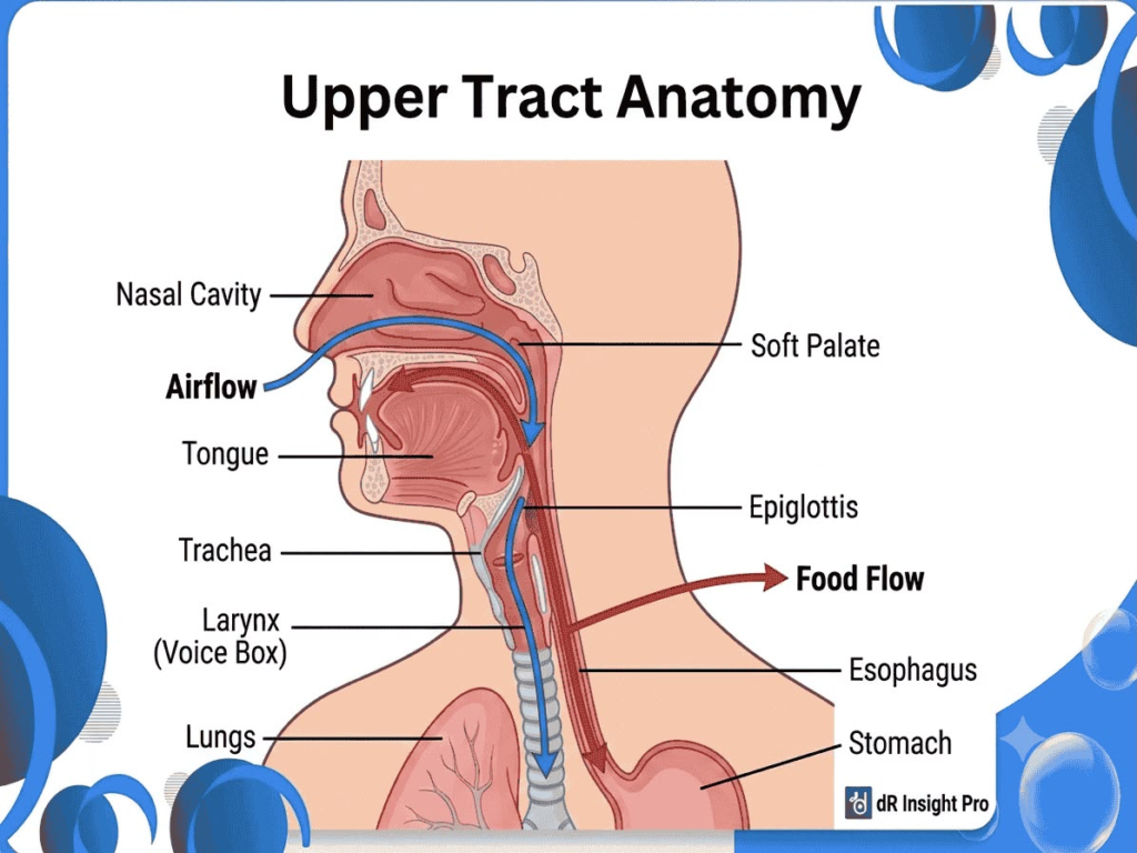 Diagram showing Upper Tract Anatomy with airflow to Trachea and food flow to Esophagus.