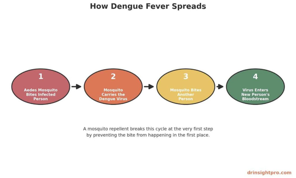 Diagram showing how dengue fever spreads through mosquito bites in four steps