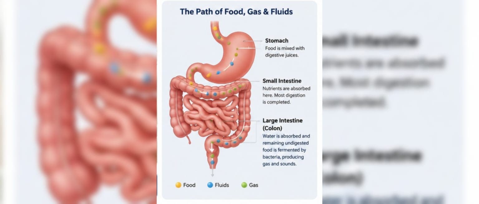 Gas and fluid moving through the digestive tract